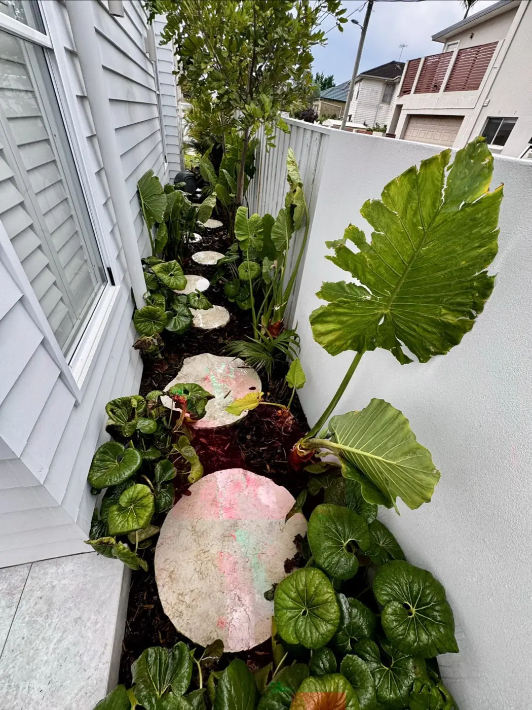 Narrow side garden with large tropical leaves and round stepping stones