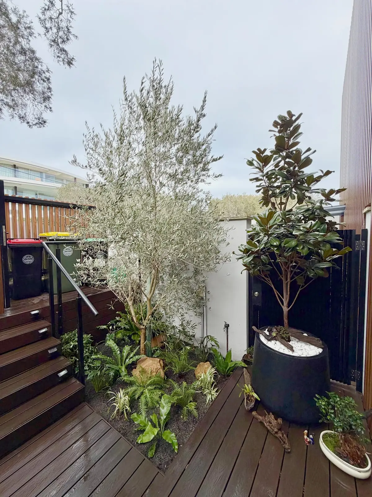 Courtyard garden with olive tree, ferns, a black planter and timber decking