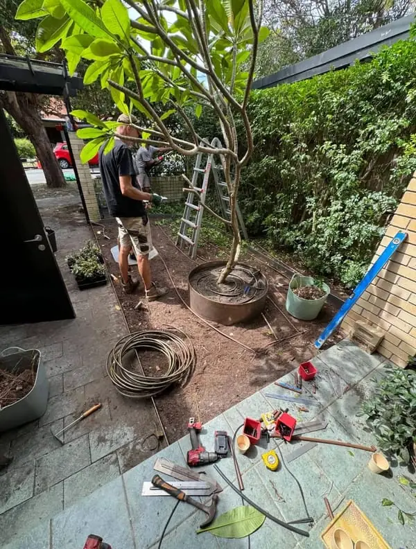 Front yard during the work: irrigation being installed around a frangipani tree