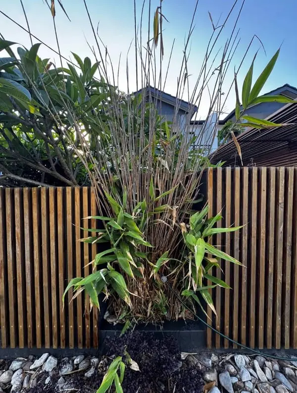 Front garden before: overgrown bamboo behind a timber slat fence