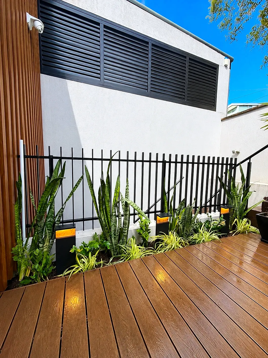 Snake plants and foliage along a black fence beside composite decking